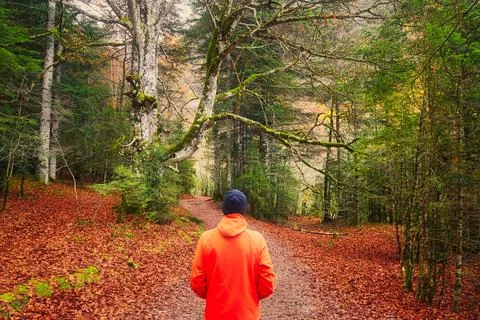 Man looking at a path in a forest in autumn Stock Photos