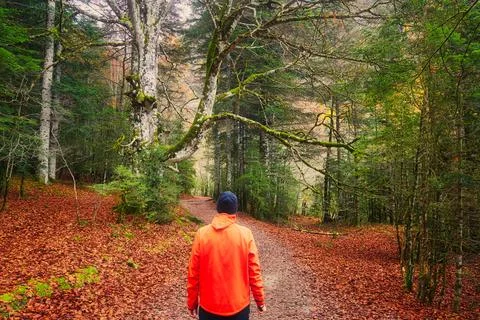 Man looking at a path in a forest in autumn Stock Photos