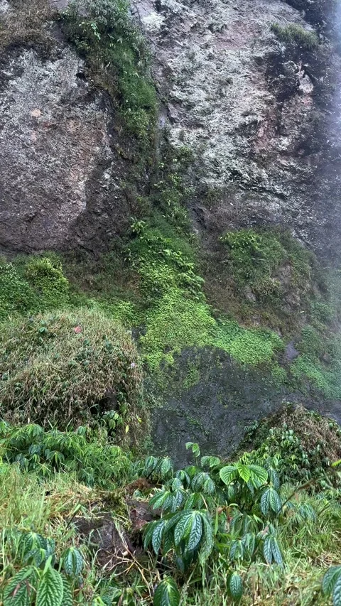Man Looking at Powerful Waterfall, Lush Green Cliff, Vertical Pan Shot Video stock 323912513