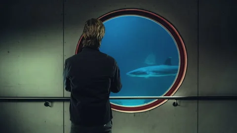Man Looking Sharks Swimming Inside Tank From Interior Window Stock Footage 196153021