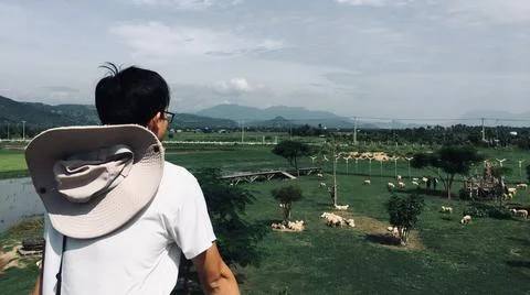 Man looking at the sheep in the field Stock Photos