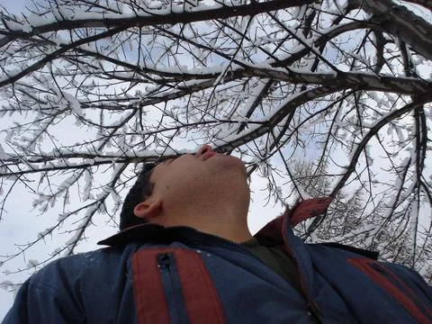 Man looking at snowy tree branches Stock Photos