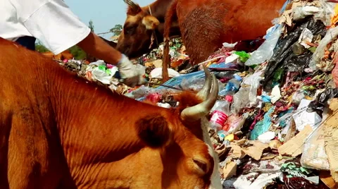 Man looking for something in Garbage Video stock 50637692