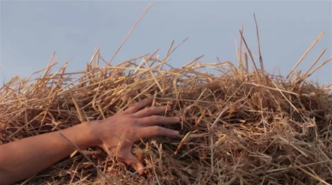 Man looking for a something in a haystack close up shot HD Video stock 54426664