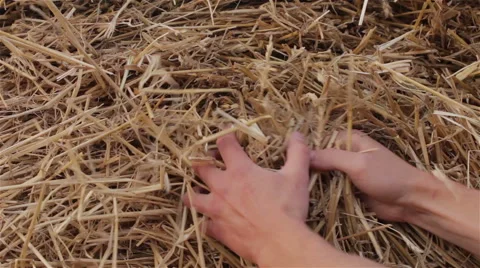 Man looking for a something in a haystack  close up shot HD Stock Footage 54428788