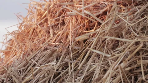 Man looking for a somthing in a haystack Stock Footage 54427654