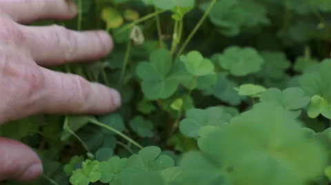 Man Looking Through Clover Plant Stock Footage 46708964