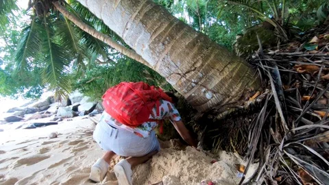 Man is looking for treasure under a palm tree on the Mahe island. Stock Footage 101632550