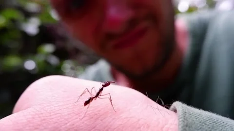 A man looks at an ant. Video stock 137686407