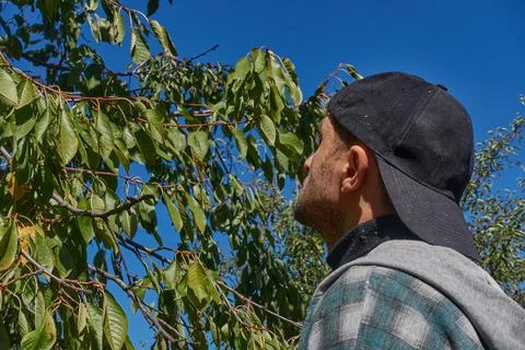 A man looks at a cherry tree. Stock Photos
