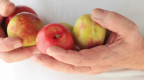 Man looks over several plums Stock Footage 65796726