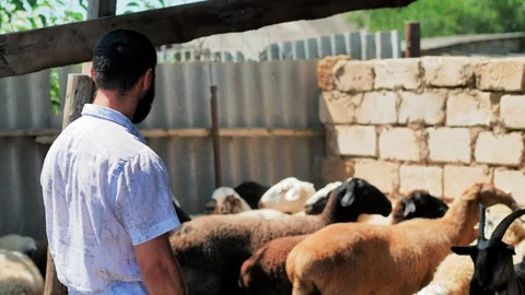 A man looks at the rams and chooses one of them for the sacrifice. Kurban Bayram Stock-Footage 124897111