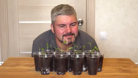 A man looks at seedlings in plastic cups 4K Video stock 274402389