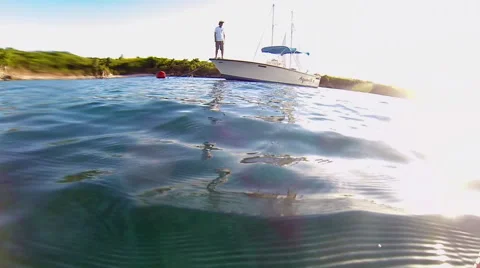 Man looks at turtle Stock Footage 42711069