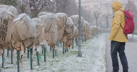 Man looks at young trees covered with anti frost cloth. Snow, Winter. Video stock 229779744