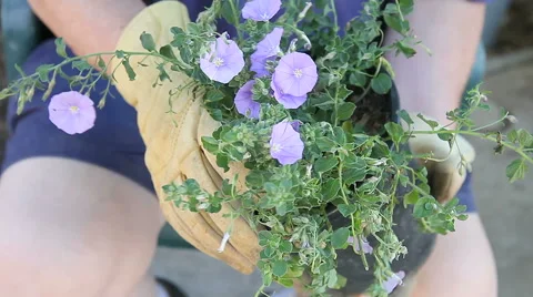 Man loosens root-bound plant 스톡 동영상 62510158