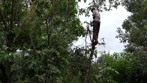 Man Lopping Tree Branches in a Rural Setting 4K Stock-Footage 312201147