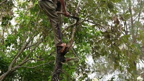 Man Lopping Tree Branches in a Rural Setting 4K Stock Footage 312201950