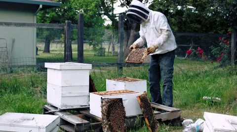 Man loves bees. He spends his free time caring for bees. 動画素材 40367310