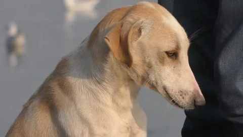 Man loves the dog on the river side Stock Footage 126769585