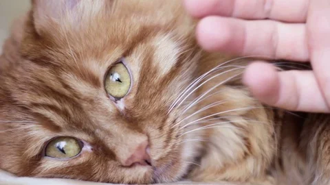 Man loving a cute  ginger cat 스톡 동영상 87094692