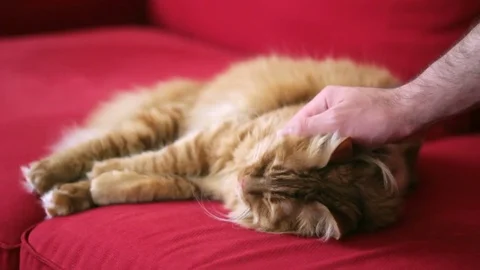 Man Loving A  Sleepy Cat Stock Footage 74401597