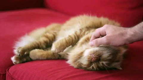Man Loving A  Sleepy Cat Stock Footage 74401668