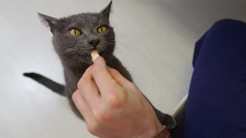 Man lovingly feeding pieces of meat to a gray cat Stock Footage 303878223