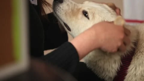 Man Lovingly Strokes Purebred Spaniel Dog at Sunset Walk Stock Footage 263287005