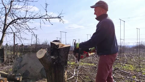 A man lumberjack is sawing a tree with a chainsaw. The sawdust is thrown straigh Stock Footage 152234982