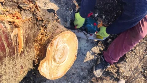 A man lumberjack is sawing a tree with a chainsaw. The sawdust is thrown straigh Video stock 152235023
