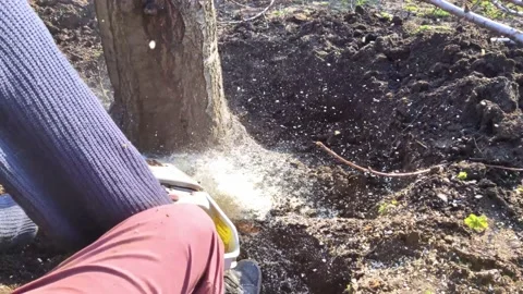 A man lumberjack is sawing a tree with a chainsaw. The sawdust is thrown straigh Video stock 152235077