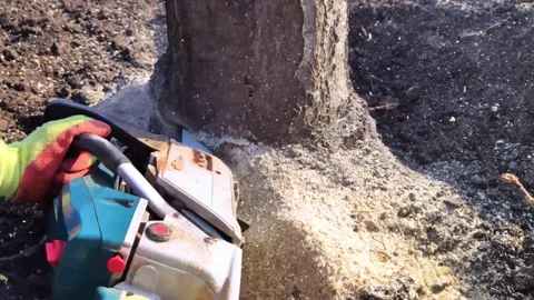 A man lumberjack is sawing a tree with a chainsaw. The sawdust is thrown straigh Video stock 152235188