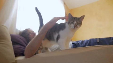 Man lying down petting a cat that walks directly towards the camera Stock Footage 87359211