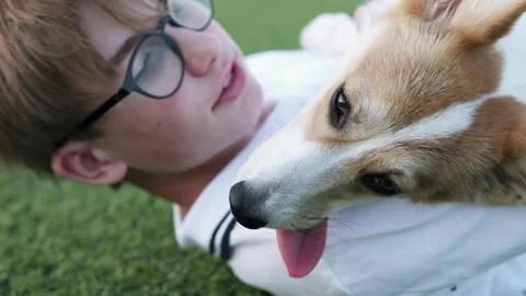 Man lying on the lawn with his corgi, relaxing together in nature and expressing Stock Footage 344744865