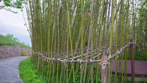 Man-made bamboo forest specially planted for giant pandas to eat. Video stock 332629080