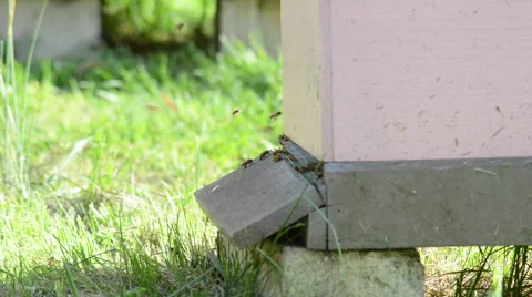 Man Made Bee Hive Video stock 49944013