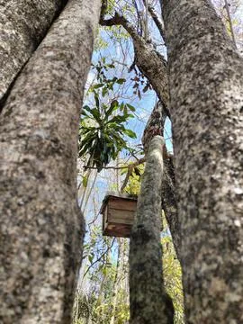 A man-made bee house hangs from a dead tree in the tropical rainforest Photos