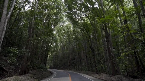 Man Made Forest - Bohol, Philippines 스톡 동영상 112845204