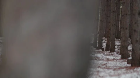 Man-Made Forest, Winter, Dolly, Parallax 01 Stock Footage 33667586