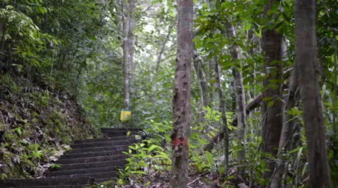 Man made staircase in the forest Stock Footage 22575354