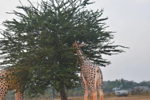 Man made structure of a giraffe in a park Foto stock