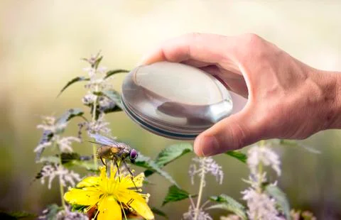 Man with a magnifier in hand looking to the fly Stock Photos