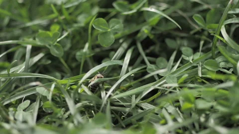 A man makes a beehive in a tree according to ancient traditions Stock Footage 132391520