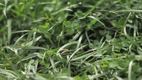A man makes a beehive in a tree according to ancient traditions Stock Footage 132391626