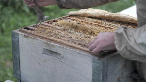 A man makes a beehive in a tree according to ancient traditions Stock Footage 132391800