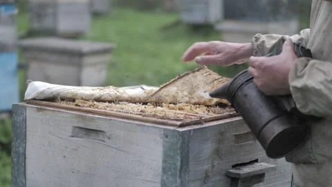 A man makes a beehive in a tree according to ancient traditions Stock Footage 132391814