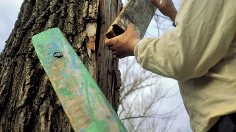 A man makes a beehive in a tree according to ancient traditions Stock Footage 132391938