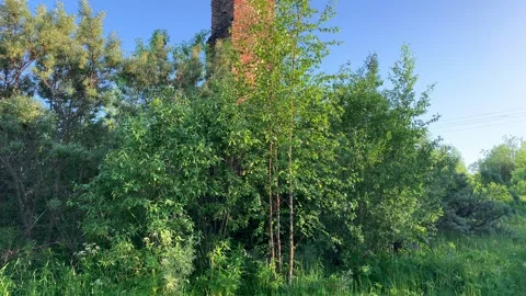 A man makes his way through the thicket to an abandoned building Stockbeeldmateriaal 172099041
