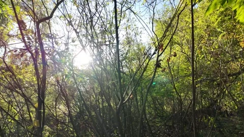 A man makes his way through dense thickets. A traveler walks in the forest .. Stock Footage 318586778